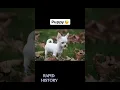 Lagu Worst Ways Animals Have Died - Part 6 | Rapid History