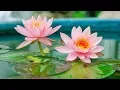 Download Lagu Mantra Pushpam (The flower of Vedic Chants) - With Lyrics - Yo Pam Pushpam Veda - Morning Chants