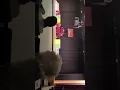 Spring Dance 1