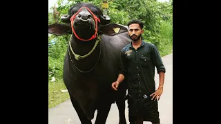 Sulthan Sadham Husain Kerala Bulls 