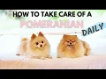 How To Take Care Of A Pomeranian Daily Ultimate New Pom Owner s Guide