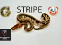 G-Stripe This is a morph you need to know everything about