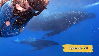 Is Tonga the Most UNDERATED Sailing Destination?