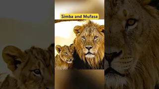 Lion And Cub Playing Lion Lioncubs Love Lionbabies Animals Wildlife Jungle 