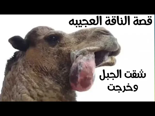 ⁣قصة الناقة الذي شقت الجبل وخرجت وشربت من ماء البر ودرت حليب لأشباع الناس - نبي الله صالح