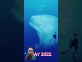 Download Lagu penampakan ikan terbesar di dunia?!! #shark #edit #jedagjedug #alightmotion #evolution