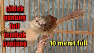 ciblek gunung cigun nembak ngebren full 10 menit tiada henti untuk masteran u0026 pancingan