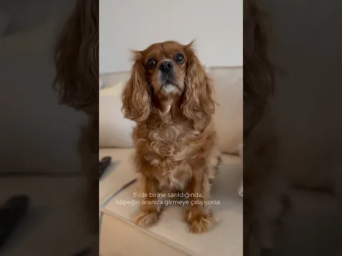 Bizim dünyamızdaki en güvenilir yer sizin yanınız🥹💖 #keşfet #dog #shorts