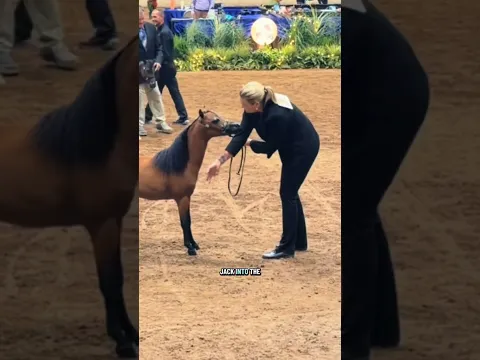 Jack showed for the first time! Let’s watch! Part 1 #Minihorse #amhr #amhrnationals