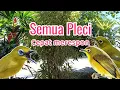 Download Lagu SUARA PLECI RIBUT DAN NEMBAK UNTUK MASTER DAN PIKAT #pleci #plecigacor