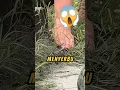 Download Lagu Rela DIGIGIT Semut Api❗😱(@LimitlessAdventure_YT ) #shorts #videoshorts #semut