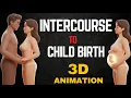 Intercourse to Pregnancy to Childbirth | Step-by-Step Human Reproduction Process (3D Animation)”