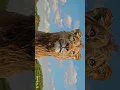 Download Lagu Mufasa's Wisdom: Lessons from The Lion King #mufasa #thelionking  #DisneyWisdom