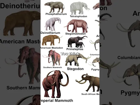 Four Elephant Species Lived in North America