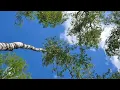 Sounds of a forest bird song. Birch forest. 12 hour version. Wildlife, for relax, sleep, meditation