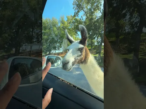 Lama stopped our car 😂