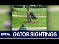 Gator sightings increasing in the Houston area