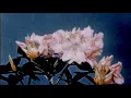 Download Lagu Utada Hikaru - Sakura Nagashi (El Poco Maro Remix)