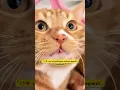 Download Lagu #animals #funny #funnyanimals syrup drizzling like a melody-ffm