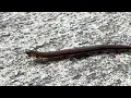 Download Lagu 🕷️ Millipede Moonwalks Like It’s Auditioning for Thriller 😂
