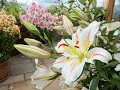 Lagu Our top 10 lily varieties, including giant tree lilies! and how to plant them in borders or pots