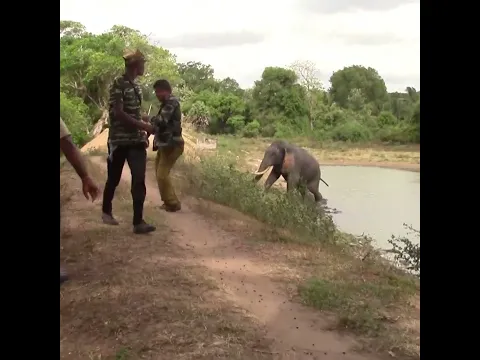 Giving medicine to the majestic elephant #elephant