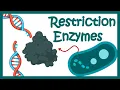 Restriction enzymes Restriction endonuclease How does the restriction enzymes work