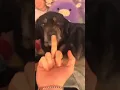 Download Lagu Other Dogs vs My Dog: The Finger Test 🐶 #shorts #dog #pomeranian
