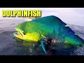 Download Lagu Mahi Mahi Facts: the DOLPHINFISH 🐬 Animal Fact Files