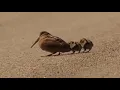 Download Lagu American woodcocks demonstrating some moves