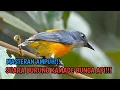 SUARA BURUNG KAMADE BUNGA API PIKAT DAN MASTERAN