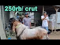 Download Lagu TARIF 50rb-250rb.PER PACEK DI CAPALERA GANK.RAJA JRABANG TULUNGAGUNG