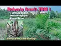 Download Lagu Rahasia Agar Sawit TBM Tumbuh Subur!! Dosis \u0026 Jenis pupuk  0-12 Bulan.