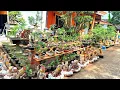 Download Lagu Gas Pol Rem Blong Berbagai Bahan Bonsai Murah 