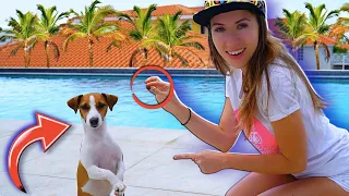 СОБАКА ДЖИНА НА КАРИБАХ - Путешествие с Собакой на Кюрасао - Все Серии | Elli Di Pets