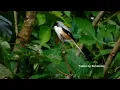 Download Lagu Burung Toed / manuk toed