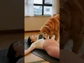 Why does she sleep during yoga? When meditation turns into hibernation!😴🧘‍♀️#shorts #funny #pets