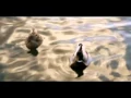 Download Lagu Tu Hi Hai Meri Jaan - Fariz Barsatie \u0026 Avishka Jhinkoe - Official Music Video HD