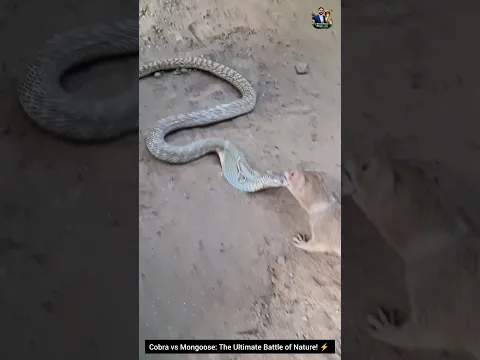 🐍 Cobra vs Mongoose: The Ultimate Battle of Nature! ⚡ #CobraVsMongoose #NatureBehavior