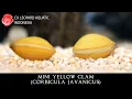 Download Lagu Corbicula javanicus THE WITTY Mini Yellow Clam. (Leopard Aquatic W039A)