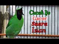 Download Lagu Cucak Ijo Sumatra Gacor Cocok 100% Ampuh Untk Pancingan Jenis Burung Kontes