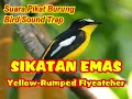 Download Lagu SUARA PIKAT SIKATAN EMAS | SIKATAN EMAS PIKAT