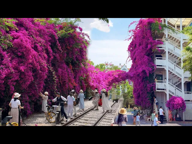 China’s Bougainvillea Waterfall: A Real-Life Fairytale!