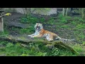 Lagu Roar of a Siberian Tiger from Prague Zoo