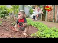 Download Lagu Cubis sneaks out to play and gets caught by dad!