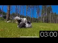 3 Minute Timer - Adorable Dogs