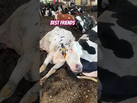 Best friends 🐄🐮