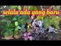 Download Lagu dapatkan tanaman murah berwarna warni di kebun petani lumajang 🤠