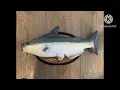 Gemmy animated cool cat fish songs bad to the bone