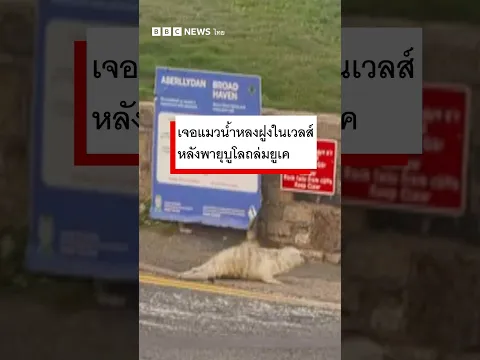 เจอแมวน้ำหลงฝูงในเวลส์หลังพายุบูโลถล่มยูเค - BBC News ไทย